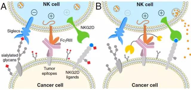 PNAS：从糖分子入手，科学家又发现一种癌症免疫治疗的新方法